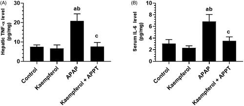 Figure 2. Levels of tumour necrosis factor-α (TNF-α) (A) and interleukin 6 (IL-6) (B) in the liver homogenates of the experimental groups. Values are expressed as mean ± SD (eight rats/group). avs. control group. bvs. kaempferol-treated control group. cvs. APAP (acetaminophen)-treated rats.