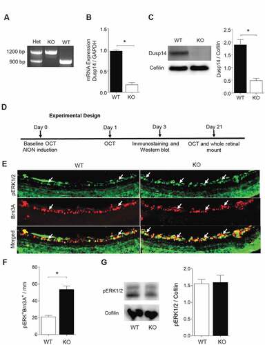 Figure 2. Characterization of Dusp14 knockout mouse and quantification of pERK1/2+ Brn3A+ RGCs 3 days after AION. (a) PCR genotyping of heterozygous (Het), C57BL/6 wild type (WT) and Dusp14 knockout (KO) mice. (b) mRNA expression of Dusp14 normalized to GAPDH in WT and KO mice (n = 4, p = .02, Mann-Whitney U test). (c) Western blot analysis of Dusp14 protein expression normalized to cofilin in WT and Dusp14 KO mice (n = 3, *p = .02, Mann-Whitney U test). (d) Experimental design of AION study. (e) Representative frozen horizontal retinal sections from WT and Dusp14 KO mice 3 days after AION immunostained with antibodies against pERK1/2 and Brn3A (scale bar: 25 µm). (f) Bar graph quantification of immunostaining showing significant relative preservation of pERK1/2+ Brn3A+ RGC in the ganglion cell layer in Dusp14 KO mice 3 days after AION (n = 4, *p = .029, Mann-Whitney U test) (g) Western blot example and quantification of whole retinal lysate Dusp14 KO had same pERK1/2 protein expression as WT 3 days after AION