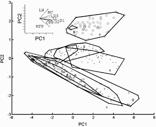 Fig. 28. Scatter plot on the first two principal component axes of the conventional morphometric dataset. Group outliers are connected by lines. (+ = C. meneghiniana, = ‘ambiguous’, ○ = ‘extreme’ morph of C. scaldensis. c = cultures, g = field samples from the River Geeste, s = field samples from the river Schelde.) Vector correlations of the original variables with the first two principal components are shown in the upper left hand corner.