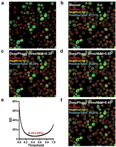 Figure 3. The importance of a global threshold for large-scale analyses. (A) An original image of atg17Δ at 5 h after nitrogen starvation. Scale bar: 5 µm. (B) From the image, 57 autophagic and 64 non-autophagic cells were manually labelled. (C) DeepPhagy labelled 112 autophagic and 15 non-autophagic cells under a lower threshold of 0.30. (D) Under a higher threshold of 0.60, 33 autophagic and 94 non-autophagic cells were computationally labelled. (E) The global threshold was calculated with a minimum SD of the manually and computationally labelled results. (F) Under the global threshold of 0.45, DeepPhagy labelled 62 autophagic and 65 non-autophagic cells.