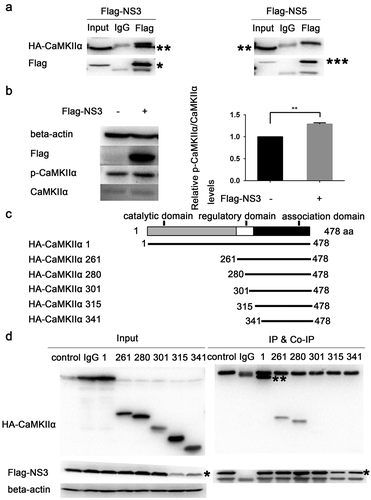 Figure 6. NS3 binds to the regulatory domain of CaMKIIα to enhance phosphorylation at Thr286. (a) HEK293T cells were co-transfected with 3000 ng HA-CaMKIIα and 3000 ng Flag-NS3 or Flag-NS5 in 60-mm dishes using ProFection calcium phosphate reagents. The cells were harvested for Co-IP experiments 28 h post-transfection. (b) CCF-STTG1 cells were transfected with 2000 ng Flag-NS3 per well in a 6-well plate using LipofectamineTM 3000. These cells were harvested for western blot 24 h post-transfection. The relative level of p-CaMKIIα in three experiments were summarized in the bar graph on the right and expressed as mean ± S.D . (c) The schematic map of a series of HA-CAMKIIα mutants was shown. (d) HEK293T cells were co-transfected with 1500 ng HA-CaMKIIα or CaMKIIα mutant and 1500 ng Flag-NS3 using ProFection calcium phosphate reagents. The cells were subsequently harvested for Co-IP experiments 28 h post-transfection (*, HA-CaMKIIα specific band; the other band is the antibody heavy chain). Control is pcDNA3.1(+), 1 is HA-CAMKIIα 1–478, 261 is HA-CAMKIIα mutant 261–478, 280 is HA-CAMKIIα mutant 280–478, 301 is HA-CAMKIIα mutant 301–478, 315 is HA-CAMKIIα mutant 315–478, 341 is HA-CAMKIIα mutant 341–478. Each experiment was repeated three times. (*, Flag-NS3 specific band; **, HA-CaMKIIα specific band; ***, Flag-NS3 specific band; the other band is the Flag antibody heavy chain)