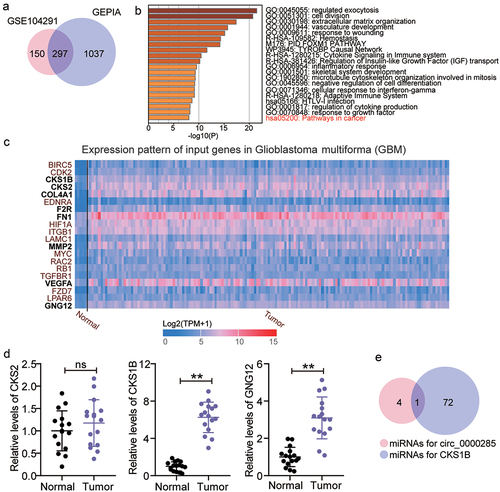 Figure 3. Circ_0000285 might regulate miR-197-3p/CKS1B axis in glioma. A. 297 upregulated genes were overlapped from GSE104291 and GEPIA. GSE104291 and GEPIA including the mRNA expression profile in glioma samples were used to screen the upregulated genes with adj.P < 0.05 and logFC>2. B. Pathways in cancer was enriched by Metascape. Metascape was used to enrich the key biological processes for 297 upregulated genes. C. The expression pattern of 20 genes in glioblastoma multiforma according to the data from TCGA. D. The expression of CKS1B, CKS2 and GNG12 in glioma tissues (N = 16) and adjacent normal tissues (N = 16) was detected by qRT-PCR. (E) miR-197-3p was only miRNA that could bind to circ_0000285 and CKS1B based on starBase prediction. Repetition = 3.