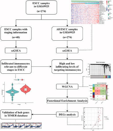 Figure 1. The detailed workflow of this study. ESCC, oesophageal squamous cell carcinoma. ssGSEA, single-sample gene set enrichment analysis. WGCNA: weighted gene co-expression network analysis; DEGs: differentially expressed genes.