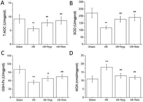 Figure 2. Effects of hyperoside on T-AOC, SOD and GSH-Px activities and MDA content in the brain tissue of I/R rats (x¯ ± SD, n = 8). T-AOC activity (A); SOD activity (B); GSH-Px activity (C); MDA content (D). **P < 0.01, vs the sham group; #P < 0.05, vs I/R group; ##P < 0.01, vs I/R group.
