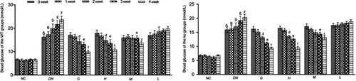 Figure 2 Effect of DMDD on the blood glucose level of the WT and KO groups (n=6). NC: normal control, DN: diabetic nephropathy group, G: gliquidone group (10 mg.kg−1.d−1), H: high dosage of DMDD group (50 mg.kg−1.d−1), M: medium dosage of DMDD group (25 mg.kg−1.d−1), L: low dosage of DMDD group (12.5 mg.kg−1.d−1). The data are presented as the mean ± SEM. A, B, D, E, and F: compared with those of the same period of the normal control group (P<0.05). d, e, and f: compared with those of the same period of the diabetic nephropathy group (P<0.05).