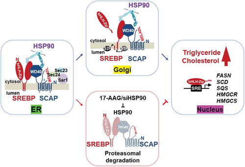 Figure 1. HSP90 interacts with and stabilizes the SREBP-SCAP complex, thereby increasing lipid synthesis. HSP90 interacts with the C-terminal regions of SREBP and SCAP in the ER and Golgi. This protection increases triglyceride and cholesterol synthesis. SREBP and SCAP are rapidly degraded in the ubiquitin-proteasome pathway in the presence of the HSP90 inhibitor 17-AAG or siHSP90 RNA.