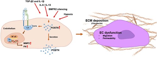 Figure 6. Schematic representation showing the proposed role of POSTN in PAECs. Upregulation of POSTN under PAH-related conditions induces ECM deposition and endothelial abnormalities. Proposed mechanism by which POSTN interacts with ILK and activates NF-κB signaling.