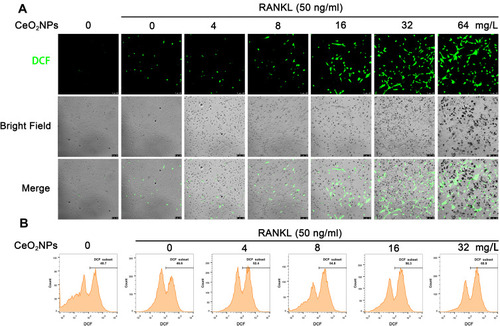 Figure 4 CeO2NP stimulation increases the intracellular ROS level in BMMs during osteoclastogenesis.