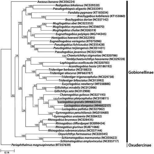 Figure 1. The molecular phylogenetic tree of the two Lucigobius species and other related species in Gobionellinae based on mitochondrial 13 protein-coding gene sequences. The complete mitochondrial genomes were obtained from GenBank and the accession numbers of the sequences are indicated in parentheses after scientific name of each species. The phylogenetic tree constructed by a maximum-likelihood method with 1,000 bootstrap replicates.