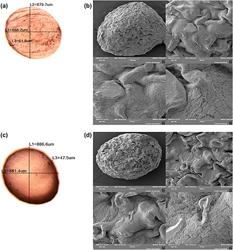 Figure 1. Optical micrograph (a) and SEM images (b) of control (PB-SA) microcapsules, with L1 being the horizontal diameter, L2 the vertical diameter, and L3 the width. Similarly, optical micrograph (c) and SEM images (d) of test (PB-DCA-SA) microcapsules with L1 being the vertical diameter, L2 the horizontal diameter, and L3 the microcapsule width.