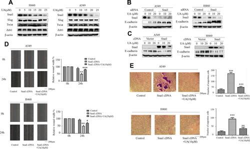 Figure 2 Snail is required for inhibition of EMT by urolithin A in lung cancer cells. (A) Western blot demonstrates decreased Snail expression following 5 h of urolithin A (0, 5, 10, 15, 20 and 25 μM) stimulation in H1299 and A549 cell lines compared with Slug, Twist and Zeb1. (B) The cells transfected with a control or Snail-specific siRNA. At 48 h post-transfection, cells were stimulated with urolithin A for additional 10 h. Western blotting shows that the expression of E-cadherin was increased in cells transfected with a Snail siRNA. (C) A549 and H460 cells were transfected with a Snail cDNA. After 48 h, cells were untreated or treated with the indicated amounts of urolithin A for 10 h. Western blotting shows that the urolithin A-induced levels of E-Cadherin decreased further in the cells transfected with a Snail cDNA. (D) The cell migration of A549 and H460 after transfection of Snail cDNAs and urolithin A treatment (urolithin A 0, 10 μM) was assessed by the Wound healing assay. The quantification was present in right panels. (*P<0.01, **P<0.01, ***P<0.001 for the difference from the control cells). (E) The cell invasion and motility of A549 and H460 after transfection of Snail cDNAs and urolithin A treatment were assessed by the Cell Invasion Assay. (**P<0.01, ***P<0.001 for the difference from the control cells).