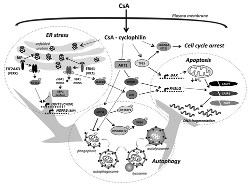 Figure 1. Molecular mechanism of CsA-induced death of malignant glioma cells (see text for details). CsA can induce ER stress, autophagy, cell cycle arrest and cell death. CsA, likely due to inhibition of cyclophilins, induces accumulation of unfolded proteins in the endoplasmic reticulum (ER) that triggers an unfolded protein response. Activation of EIF2AK3-EIF2S1 and the ERN1-XBP1-MAPK8 pathways upregulates the expression of DDIT3 and HSPA5. Induction of ER stress and/or decreased activity of the AKT1-MTOR pathway contribute to initiation of autophagy. Inhibition of the prosurvival pathway (AKT1) results in the activation of FOXO1, that cooperates with the JUN transcription factor in the transcriptional upregulation of FASLG. Autophagy inhibits apoptotic cell death induced by CsA. In cells with a functional TP53, CsA induces caspase-dependent apoptotic cell death via the induction of the pro-apoptotic protein BAX, which reduces the mitochondrial transmembrane potential. In TP53-deficient cells CsA induces MAPK1/3-dependent activation of CDKN1A that results in cell cycle arrest.