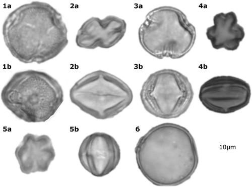 Plate 1. Characteristic taxa from all plots. 1 = Erythrophleum suaveolens, 2 = Manilkara obovata, 3 = Alchornea, 4 = Melastomataceae/Combretaceae, 5 = Terminalia sp., 6 = Poaceae sp. Letters ‘a’ and ‘b’ denote polar and equatorial views of the same grain.