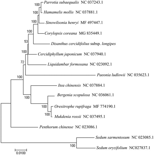 Figure 1. Maximum likelihood phylogenetic tree of D. cercidifolius subsp. longipes with 14 other Saxifragales species based on neighbor-joining (NJ) analysis of the whole chloroplast sequences. The bootstrap values were based on 500 resamplings, and are indicated next to the branches.