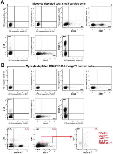 Figure 2. (A) Flow cytometry dot plots (representative of n = 3) show expression of CD45, CD31, c-kit, Sca-1 and PDGF-Rα in the myocyte-depleted total cardiac cells obtained through enzymatic digestion of a mouse heart by retrograde perfusion. (B) After CD45 and CD31 negative sorting, the flow cytometry analysis shows the efficiency of CD45 and CD31 removal from the cell preparation. The CD45/CD31 lineage negative cardiac cells still express c-kit, Sca-1 and PDGF-Rα. Importantly half of the CD45neg/CD31neg c-kitpos cardiac cells (that are enriched for CSCs) express Sca-1 or PDGF-Rα. More importantly, roughly 20% of the CD45neg/CD31neg c-kitpos cardiac cells express both Sca-1 and PDGF-Ra. This negative/positive multiple-marker expression of freshly isolated cells is similarly shown by multipotent single cell-derived CSC clones propagated in vitro, and it represents the minimal or “essential phenotype for the identification and isolation of mammalian adult endogenous CSCs”(adapted from Vicinanza et al. 2017 [Citation25]).