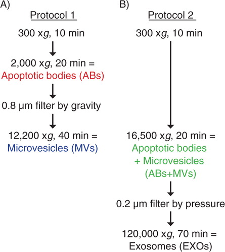 Fig. 1 Flow chart over two different differential centrifugation-based protocols. Apoptotic bodies (ABs) and microvesicles (MVs) were isolated separately using protocol 1 (A). ABs and MVs were isolated together (ABs+MVs) followed by exosome (EXO) isolation, using protocol 2 (B).