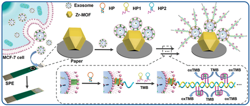 Figure 4. Schematic illustration of the mechanism of the paper-based electrochemical biosensor built on Zr-MOFs for cancerous exosome assay. Reproduced by permission from [Citation191], copyright [2021, American Chemical Society].
