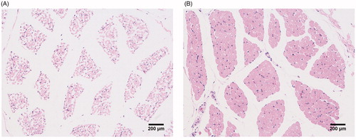 Figure 1. Fibre cross-sectional areas of LD muscle (longissimus dorsi) from Dapulian (A) and Landrace (B) pigs after staining with haematoxylin–eosin for histological examination.