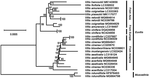 Figure 1. The phylogenetic relationship of 25 species within the Vitis species based on neighbour-joining (NJ) analysis of chloroplast genomes. The bootstrap values were based on 1000 replicates and were shown next to the nodes.