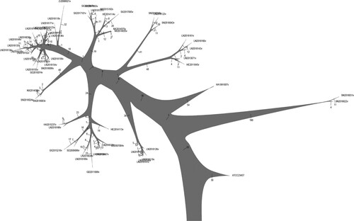 Figure 4. Phylogenetic tree of the 62 rough B. melitensis strains by maximal parsimony methods. The root was B. melitensis bv.2 str ATCC 23457.