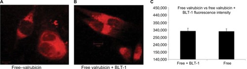 Figure 8 Confocal microscopy images of MDA-MB 231 treated with free valrubicin in presence of BLT-1.