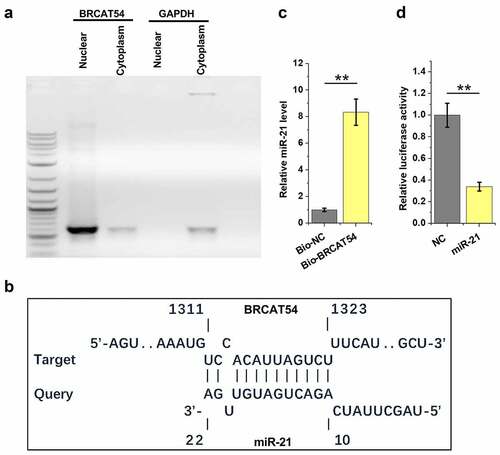 Figure 3. Analysis of the location of BRCAT54 in VS cells and its direct interaction with miR-21. Nuclear and cytoplasm samples of VS cells were prepared, followed by RT-PCR to detect BRCAT54 (a). IntaRNA 2.0 was applied to predict the direct interaction between BRCAT54 and miR-21 (b). RNA-RNA pulldown assay was applied to confirm their direct interaction (c). Dual luciferase reporter assay was performed to further verify the direct interaction between them (d). **, p < 0.01.