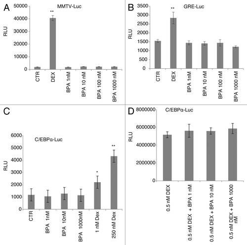 Figure 4. BPA treatment does not result in transcriptional transactivation of the glucocorticoid receptor on the MMTV or the C/EBPα promoters.(A) Relative luciferase activity (RLU) normalized to pRL-CMV of pTL2-GR on the MMTV promoter, 16 h after treatment with the indicated concentrations of BPA or 250 nM dexamethasone (DEX). Graphs show average relative luciferase units (RLU) (n = 3). (B) As in (A) with the reporter plasmid being pGRE-Luc (n = 3). (C) Relative luciferase activity (RLU) normalized to pRL-CMV activity of C/EBPβ and pTL2-GR on the C/EBPα-Luc promoter (n = 3). (D) As in (C) after co-treatment with the indicated concentrations of BPA and 0.5 nM DEX (n = 3). Error bars indicate SD (*P < 0.05, **P < 0.01).