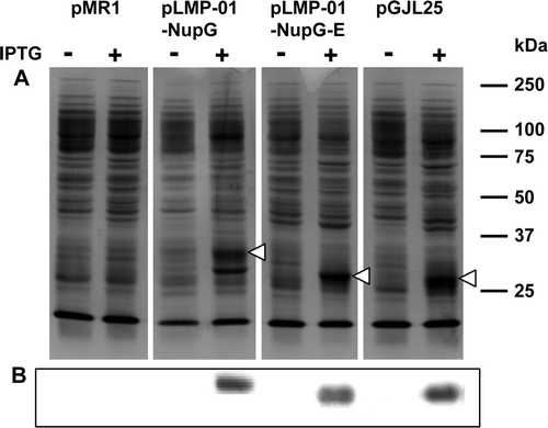 Figure 2.  Comparison of NupG expression levels yielded by constructs generated by recombinational and conventional cloning. Membranes (20 µg) from non-induced and 1 mM IPTG-induced cultures of E. coli strain Tuner(DE3)pLysS harbouring the indicated constructs were subjected to SDS-PAGE followed by (A) Coomassie blue staining or (B) Western blotting and staining with HisProbe™–HRP. pMR1 is vector lacking an insert, pLMP-01-NupG and pLMP-01-NupGE were produced by recombinational cloning, and pGJL25 was produced by conventional cloning. The mobilities of marker proteins of known molecular mass are shown on the right and the position of the overexpressed monomeric form of NupG is arrowed.