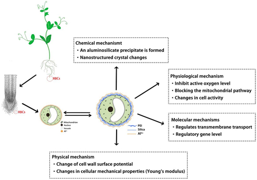 Figure 2. Mechanism of biomineralization induced by nano silicon.