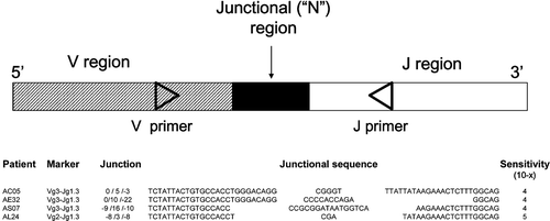 Figure 3. Variability of the N‐junctional V(D)J region of Ig/TcR gene rearrangements as patient and clone‐specific target for minimal residual disease (MRD) detection.
