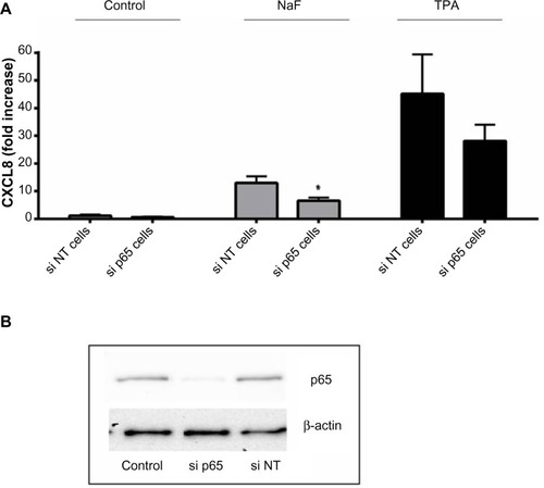 Figure 9 Effects of siRNA against p65 on NaF- and TPA-induced CXCL8 release.Notes: (A) A549 cells were pretreated for 24 hours with siRNA against p65 (si p65), and then further exposed to NaF (3.75 mM) and TPA (100 nM) for 20 hours. The cells were also transfected with nonsense siRNA, si NT. The CXCL8 released to the medium was measured by ELISA. (B) The p65 levels are presented after exposure with siRNA against p65 (si p65) and a negative control (si NT). The p65 levels are related to β-actin levels. The data represent the mean ± SEM from 3–4 experiments. *Significant reduction as analyzed by student’s t-test (P≤0.05). The statistics were performed on log-transformed data.Abbreviations: CXCL8, interleukin-8; siRNA, small interfering RNA; NaF, sodium fluoride; TPA, 12-O-tetradecanoylphorbol-13-acetate; ELISA, enzyme-linked immunosorbent assay; SEM, standard error of the mean; si p65; small interference RNA against p65; si NT; non-targeting small interference RNA.