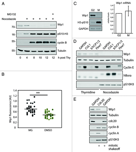 Figure 2. Degradation of Wip1 during mitosis. (A) U2OS cells were synchronized by a double thymidine block, released into media with NZ and after 8 h, treated or not with 5 μM MG132. (B) Asynchronously growing cells were treated for 60 min with 5 µM RO-3306 to release cells from mitosis and prevent new cells from entering. Subsequently, cells were treated for 60 min with MG132 (5 μM) or DMSO, fixed, stained for Wip1 and the signal was quantified. Each dot corresponds to one cell. The dashed lines indicate the respective mean values. The difference between the means was analyzed by Student’s t-test (** p < 0.01). (C) Cells were synchronized in late G2 by Ro-3306 and released into fresh media with NZ for 2 h. Mitotic cells were collected by shake-off and analyzed by immunoblotting (left) or qPCR (right). (D) Cells were transfected with siRNAs targeting indicated proteins. One-third of the cells were synchronized for last 24 h with thymidine, and adherent cells were collected. One-third of the cells were treated with NZ for the last 12 h and collected by mitotic shake-off. Cell extracts were collected at 48 h after transfection and probed with indicated antibodies. RNA was extracted from the last part of cells and analyzed by qPCR (Fig. S3). (E) Cells were transfected with siRNAs targeting cdc20 or GAPDH (negative control). Mitotic cells were collected by shake-off 24 h after transfection and probed with indicated antibodies.