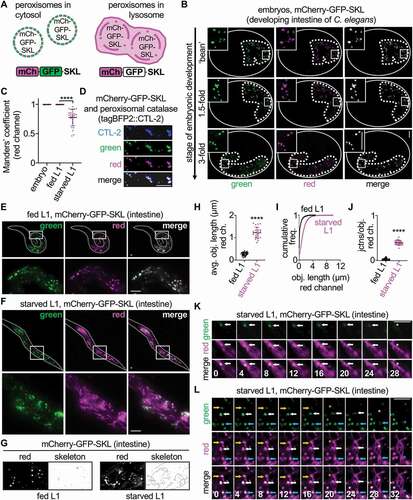 Figure 1. mCherry-GFP-SKL localizes to catalase-positive intestinal peroxisomes, which are turned over during starvation at tubular structures. (A) Schematic of the mCherry-GFP-SKL sensor. Green, but not red, fluorescence is quenched inside acidic lysosomes during pexophagy. (B) Colocalization of green and red fluorescent puncta in mCherry-gfp-skl embryos. Embryonic intestines are outlined by dotted white lines. Colocalization of green and red puncta was visually verified for n = 171 embryos. (C) Manders’ overlap coefficient for the red channel relative to the green channel in mCherry-gfp-skl embryos (n = 25), fed L1 animals (n = 25), and starved L1 animals (n = 25). Mean ± SD. ****, p < 0.0001, one-way ANOVA. (D) Localization of tagBFP2::CTL-2 at fluorescent puncta marked by mCherry-GFP-SKL. (E and F) Green and red fluorescence in fed and starved mCherry-gfp-skl L1 larval animals. (G) Red fluorescence in fed and starved mCherry-gfp-skl L1 larval animals, with corresponding skeleton images. (H) Quantification of average red-fluorescent object length in fed (n = 25) and starved (n = 25) mCherry-gfp-skl L1 larval animals. Mean ± SD. ****, p < 0.0001, unpaired t-test. (I) Cumulative frequency plot of red-fluorescent object lengths in fed and starved mCherry-gfp-skl L1 larval animals. (J) Quantification of junctions per object for red-fluorescent objects in fed (n = 25) and starved (n = 25) mCherry-gfp-skl L1 larval animals. Mean ± SD. ****, p < 0.0001, unpaired t-test. (K) Time-lapse of a dually labeled red/green peroxisome (arrow) docking at a red-labeled tubule immediately before the green peroxisomal signal disappears (asterisk). Time is in seconds. (L) Time-lapse of dually labeled red/green peroxisomes (arrows) that show a clear redistribution of red signal into previously unmarked tubular formations just as green peroxisomal signal disappears (asterisks). Time is in seconds. Bars: 5 µm.