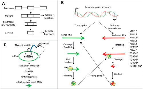 Figure 3. (A) The cleavage of “precursor” RNAs (primary transcripts) is required for the production of mature RNAs with biological functions. “Mature” RNAs are also cleaved and generate intermediate fragments that are themselves cleaved and modified to generate “derived-small RNAs” having cell regulatory functions. (B) Retrotransposon sequences are transcribed from both DNA strands. Precursor sense RNAs are cleaved by Zucchini. Intermediate RNA fragments are next loaded into Piwi proteins and trimmed by an exoribonuclease up to the regions where Piwi proteins protect small RNA regions from degradation. The resulting sense piRNAs then hybridize to antisense transcripts and induce their cleavage by some Piwi proteins, generating antisense piRNAs that in turn target sense transcripts, into the so-called “ping-pong” process. Several proteins (on the right) involved in piRNA biogenesis are (over)-expressed in cancer cells; protein names followed by * are classified as Cancer/Testis Antigens. (C) A stressor affecting a nascent polypeptide chain impacts on the mRNA undergoing translation by inhibiting its translation and inducing its cleavage. The generated mRNA fragments are then used to produce mRNA-derived small RNAs.
