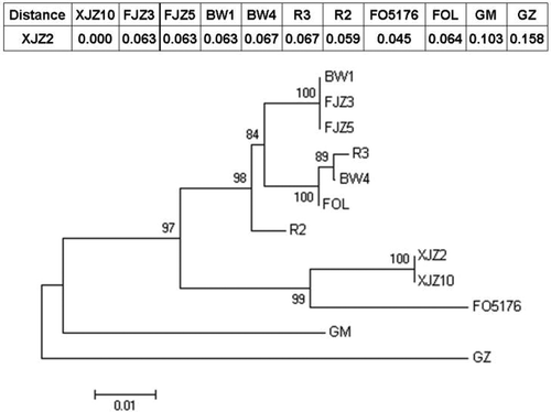 Fig. 7. Phylogenetic tree of the target gene sequences from different Fusarium isolates. Nucleic acid sequences were aligned using ClustalX version 1.8 and then analysed by neighbour-joining method in MEGA version 5.1. Bootstrap values were expressed as a percentage of 1000 replicates. Sequences of XJZ2, XJZ10, FJZ3, FJZ5, BW4, BW1, R2 and R3 (shown in Table 1) were amplified by PCR using primers 356 and 357 shown in Fig. 4. Sequences of FOL (Fusarium oxysporum f. sp. lycopersici 4287, AAXH01000172.1), FO5176 (Fusarium oxysporum 5176, AFQF01001061.1), GM (Gibberella moniliformis 7600, AAIM02000021.1) and GZ (Gibberella zeae PH-1, AACM02000260.1) were downloaded from the GenBank database. Genetic distances between XJZ2 and other fungal isolates are shown on the top of the phylogenetic tree.