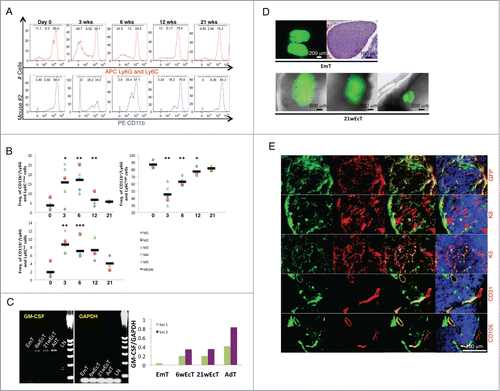 Figure 3. Granulocyte/macrophage progenitor accumulation following E14.5/15.5 thymus transplantation within the LN, and host contribution in the generation of the ectopic thymic cortex. Representative fluorescence intensity histograms of granulocytes/myeloid cells from mouse 2 (M2) analyzed for Ly6G-Ly6C (upper) or CD11b (lower) at 0, 3, 6, 12, or 21 weeks after thymus transplant (A). Dot plots showing frequency of CD11b+/Ly6G-Ly6C−/low, CD11b+/Ly6G-Ly6Cint, and CD11b+/Ly6G-Ly6Chigh at 0, 3, 6, 12, or 21 weeks after thymus transplant. Each symbol represents one mouse, and the horizontal bars represent the median values. * P < 0 .05, ** P < 0 .01, *** P < 0 .001 (B). Agarose gel electrophoresis of PCR products following semi-quantitative RT-PCR analysis for GM-CSF (expected amplicon size of 431 bp) in mid-embryonic thymus (EmT), 6- (6wEcT) or 21-week ectopic thymus (21wEcT), and adult thymus (AdT). Wild type LN (LN) was used as a negative control. Amplification of GAPDH was used as an internal control. The densitometric scanning data from 2 experiments are shown as bar graphs of GM-CSF/GAPDH ratio on the right (6wEcTs were isolated from M4 and M5, while 21wEcTs were isolated from M1 and M3) (C). Picture of a native thymus gland isolated from a C57BL/6 GFP+ embryo (upper left) and H&E staining of a paraffin section of native mid-embryonic thymus (EmT, upper right); whole-mount mouse jejunal LNs 21 weeks after thymus transplantation, showing 3 different engraftments (21wEcT, lower) (D). Immunofluorescence staining for GFP (red), keratin 8 (K8, red), keratin 5 (K5, red), CD31 (red) or CD105 (red) of 21-week ectopic thymus with the presence of GFP+ (green) donor cells. Nuclei were counterstained using Hoechst (blue) (GFP, K8, K5 pictures were taken from a LN isolated from M2, while CD31 and CD105 pictures were taken from a LN isolated from M6) (E).