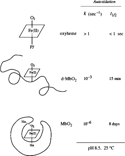 Figure 4. Role of the globin moiety in stabilizing the FeO2 bond in myoglobin. Notice the globin chain folding in relation to time. Redrawn from the reference with permission Citation8.