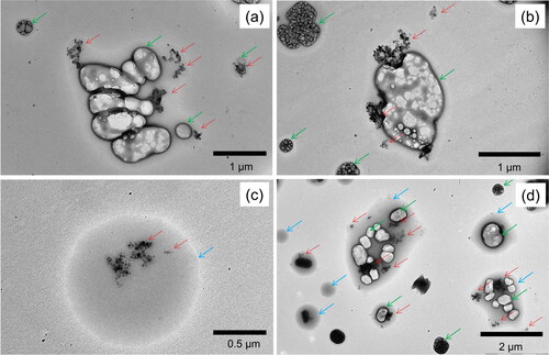 Figure 5. Typical examples of transmission electron microscope (TEM) images of ambient aerosols collected by an aerosol-impactor sampler installed on the research vessel SHINSEI MARU. Each panel shows samples collected around 12:00 local time on (a) July 27th, (b) July 28th, (c) July 30th, and (d) August 1st. Red arrows indicate individual BC aggregates, most of which were mixed with sulfate (green arrows) and/or organics (light blue arrows). The TEM images were obtained using a 120-kV TEM (JEM-1400, JEOL).