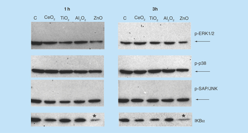 Figure 3.  Expression of the MAPK and IκBα protein in NCI-H460 cells incubated with low concentrations of CeO2, TiO2, Al2O3 and ZnO Nps.The activation of the MAPK and NFκB pathways was studied by western blot at two different time points (1 and 3 h). All Nps were tested at 10 μg/ml, except for ZnO Nps (5 μg/ml). The expected bands corresponding to the phosphorylated p-ERK1/2, p-38 and p-SAP/JNK are indicated, but they were not detected in the NCI-H460 cell line at these Np concentrations. GAPDH was used as a loading control and the bands are indicated with arrows. The activation of the NFκB pathway was analyzed by the degradation of the IκBα inhibitor.*Statistically significant differences (p < 0.05) in the protein level compared with the control.