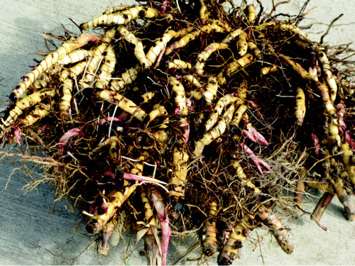 Figure 5.  Clump of 2-year Miscanthus x giganteus rhizomes harvested in spring immediately prior to the onset of stem growth in Urbana, IL, USA (latitude 40.0425° N).