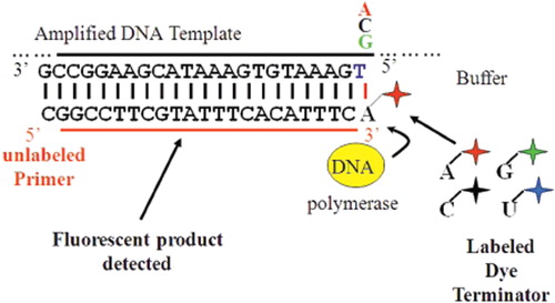 Figure 3. Schematic diagram of single base extension analysis. An oligonucleotide primer, sequence ending one nucleotide upstream of SNP of interest, is extended by one base with DNA polymerase. Each base if labelled with a different colour fluorophore allowing for interrogation of the SNP of interest at detection.