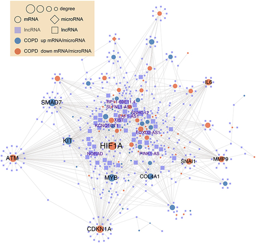 Figure 4 ceRNA network in COPD.