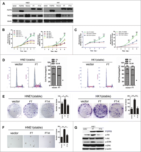 Figure 4. The FGFR3-TACC3 fusion gene can promote the development of NPC. Representative pictures of the stable expression of wild-type FGFR3(F), wild-typeTACC3(T),FGFR3-TACC3(FT) fusion protein and the FGFR3-TACC3 fusion protein with the K508M mutation (FGFR3-TACC3 K508M) in HNE1 and HK1 NPC cell lines, as detected by western blotting. (A) MTT assay measuring the viability of the stable HNE1 and HK1 cell lines expressing wild-type FGFR3, wild-type TACC3, the FGFR3-TACC3 fusion protein, or FGFR3-TACC3 K508M, or the vector control. (B) MTT assay measuring the viability of the FGFR3-TACC3 fusion protein-expressing stable HNE1 and HK1 cell lines treated with 500 nM or 1000 nM PD173074. DMSO served as a negative control. The error bars denote the SEM. * refers to differences between DMSO and 500 nM PD173074 treatment, whereas # refers to differences between DMSO and 1000 nM PD173074 treatment. *** and ### mean P < 0.001 by 2-way ANOVA. (C) Cell cycle analysis of the FGFR3-TACC3 fusion protein- or vectorcontrol-expressing stable HNE1 and HK1 cell lines. * refers to differences between FT and the pBabe vector, P < 0.05 by unpaired t-test. (D) Colony formation assay of the stable HNE1 and HK1 cell lines expressing the FGFR3-TACC3 fusion protein, the FGFR3-TACC3 fusion protein with the K508M mutation (FGFR3-TACC3 K508M), or the vector control. * refers to differences between FT and the pBabe vector or FT-K, * means P < 0.05, ** means P < 0.01, *** means P < 0.001 by paired t-test. (E) Anchorage-independent growth in soft agar by the stable HNE1 cell lines expressing the FGFR3-TACC3 fusion protein, the FGFR3-TACC3 fusion protein with the K508M mutation (FGFR3-TACC3 K508M), or the vector control. 40X magnification. (F) Representative pictures of phosphorylated Akt (p-Akt), total Akt (t-Akt), phosphorylated ERK (p-ERK), total ERK (t-ERK), FGFR3 and β-actin in stable HNE1 cell lines, as determined by protein gel blotting.
