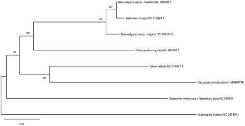 Figure 1. Maximum likelihood tree based on the sequences of eight complete mitogenomes. Numbers in the nodes were bootstrap values from 1000 replicates. Scale in substitutions per site.