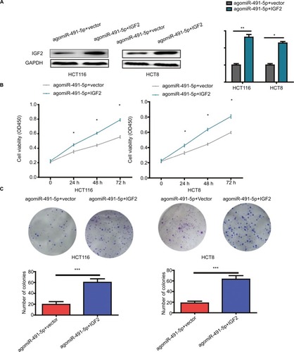 Figure 5 Overexpression of IGF2 reverses the effects induced by miIR-491-5p overexpression in HCT116 and HCT8 cells.Notes: (A) IGF2 protein expression was detected in HCT116 and HCT8 cells cotransfected with agomiIR-491-5p and IGF2 expression plasmid or blank vector (vector). (B and C) Cell proliferation was determined in HCT116 and HCT8 cells cotransfected with agomiIR-491-5p and IGF2 expression plasmid or blank vector (vector). Data are shown as mean ± SD of three independent experiments. *P<0.05, **P<0.01, and ***P<0.001.