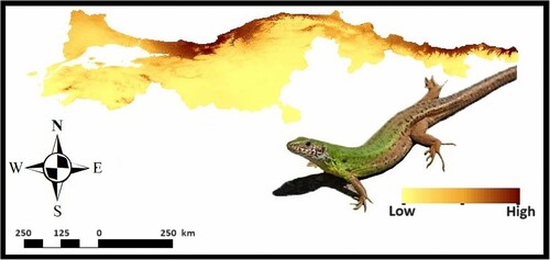 Figure 2. Habitat suitability predictions of Lacerta viridis (warmer colours refer to the high suitability level).