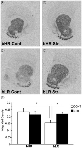 Figure 3. Dopamine D1 receptor mRNA expression in the Nacc 4 weeks after the CVS regimen of a representative stress-naïve bHR rat (A), a CVS-exposed bHR rat (B), a stress-naïve bLR rat (C) and a CVS-exposed bLR rat (D). Panels A, B, C and D show images of coronal hemisections containing the Nacc that were radioactively labeled with an antisense cRNA probe against D1R mRNA and exposed on an x-ray film. Means of quantification results for integrated density ± SEMs are plotted with the bar graph (E; *p ≤ 0.05).
