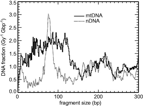 Figure 4. Calculated small-scale DNA fragmentation patterns in mitochondrial DNA (mtDNA, solid lines) compared to nuclear DNA (nDNA, dotted lines) due to single tracks of 5 MeV α-particles.