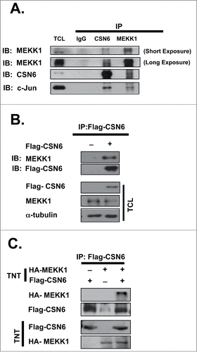 Figure 1. In vivo and in vitro binding between CSN6 and MEKK1. (A) Endogenous CSN6 interacts with MEKK1. HEK 293T cells were lysed and subjected to immunoprecipitation with IgG-, CSN6-, and MEKK1-specific antibodies. Both immunoprecipitation and total cell lysate (TCL) were immunoblotted with the indicated antibodies. (B) Exogenous CSN6 interacts with endogenous MEKK1. HEK 293T cells were transfected with Flag-CSN6 plasmid and then subjected to immunoprecipitation (anti-Flag) and Western blot analysis with MEKK1 antibody. (C) CSN6 binds with MEKK1 in vitro. Flag-CSN6 and HA-MEKK1 proteins were created using an in vitro transcription/translation system (TNT). Proteins were immunoprecipitated with M2 Flag beads and subjected to an SDS-PAGE analysis. (A, B) All cells were treated with 10 μM MG132 for 6 hrs before being harvested.