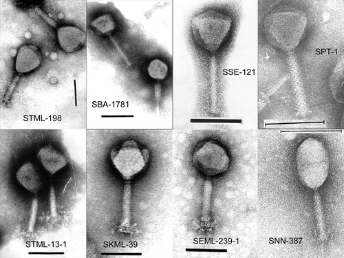 Figure 1. Electron micrographs of phages present in SalmoFresh and SalmoLyse. Black bars represent 0.1 μM.